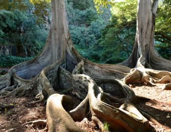 Trees in Allerton Garden