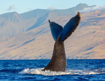 Whale Watching in Kauai