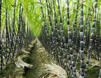 Sugar Cane Field