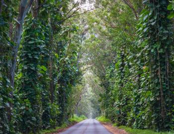 Tree Tunnel Kauai