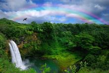 Waterfall in Kauai With Rainbow and Bird Overhead.
