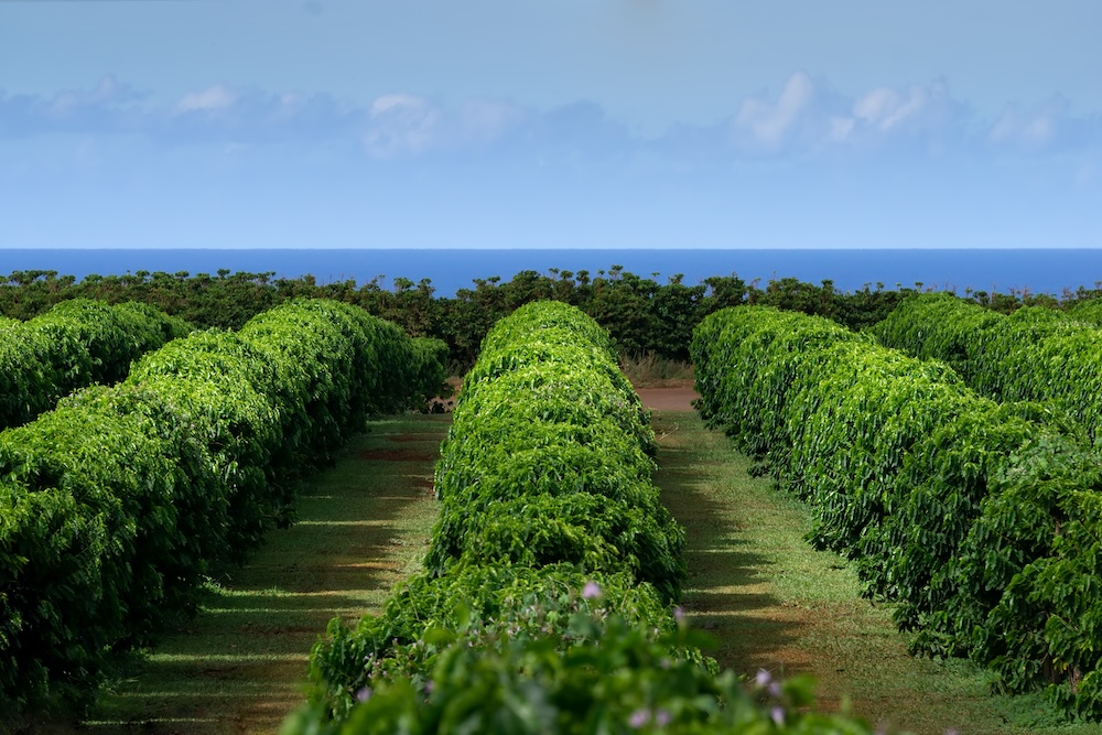 Coffee plants at Kauai Coffee Company Farm
