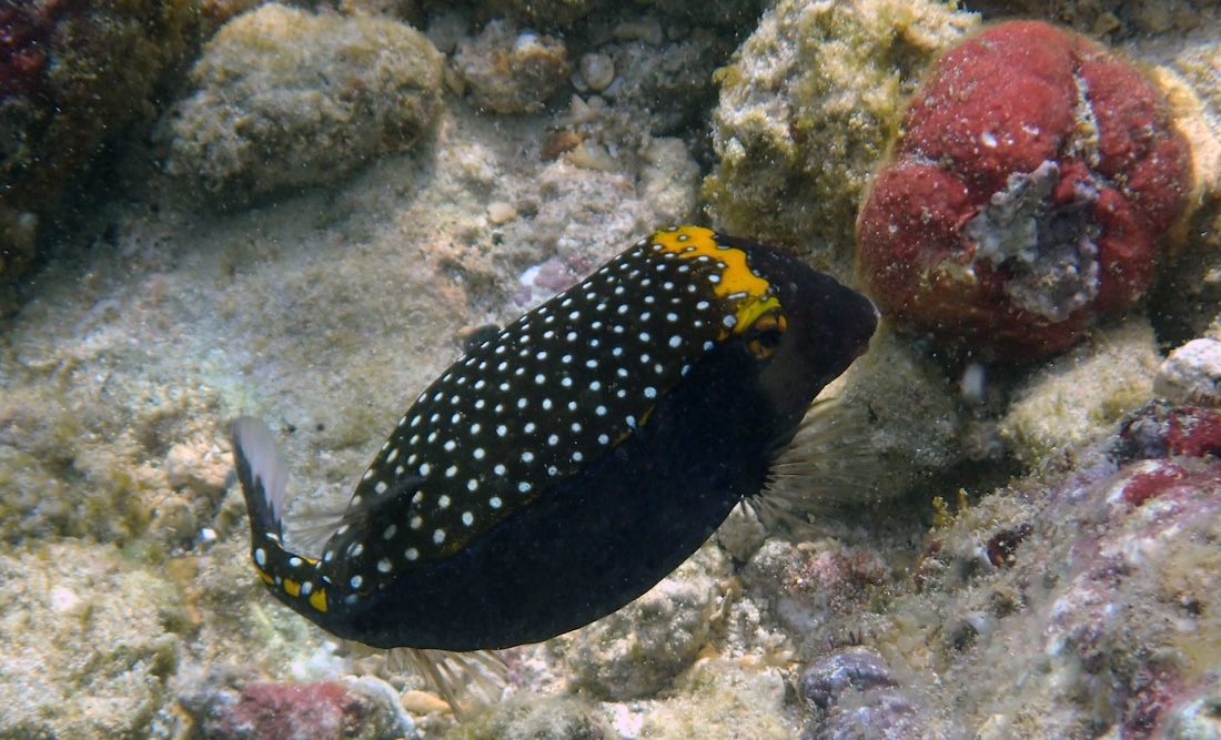 A male hawaiian spotted box fish underwater in Poipu Beach, Kauai, Hawaii