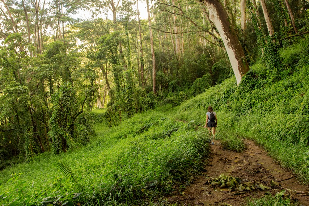 Far shot of a brunette woman hiking through Kuilau Ridge Trail Kaui Hawaii