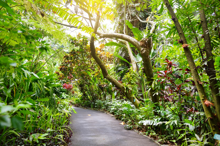 hawaii tropical garden