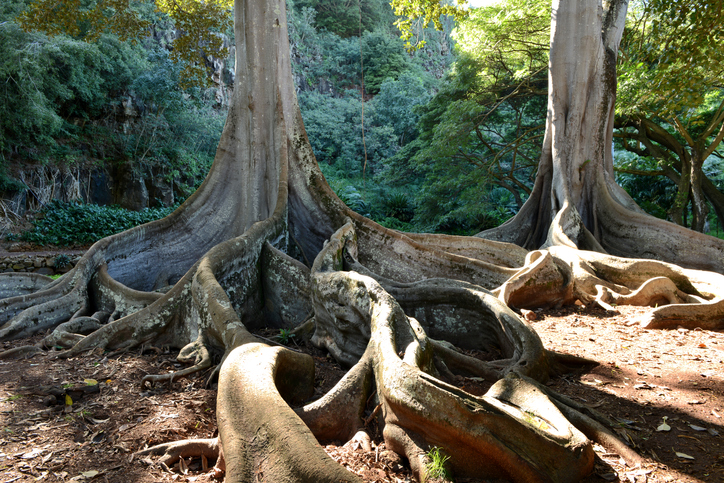 Trees in Allerton Garden