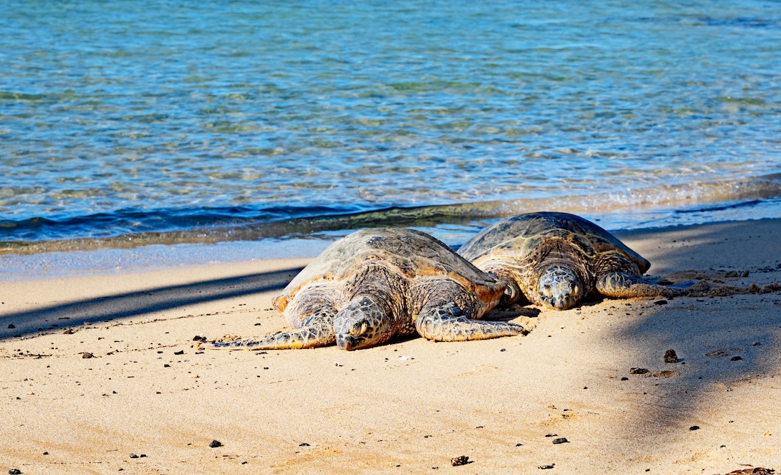 Hawaiian green sea turtles resting on Poipu beach.