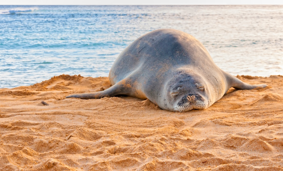 A Hawaiian monk seal rests on Poipu Beach.