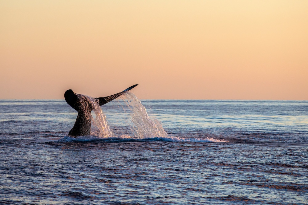 Humpback whale fluke diving into the ocean during a golden sunset.