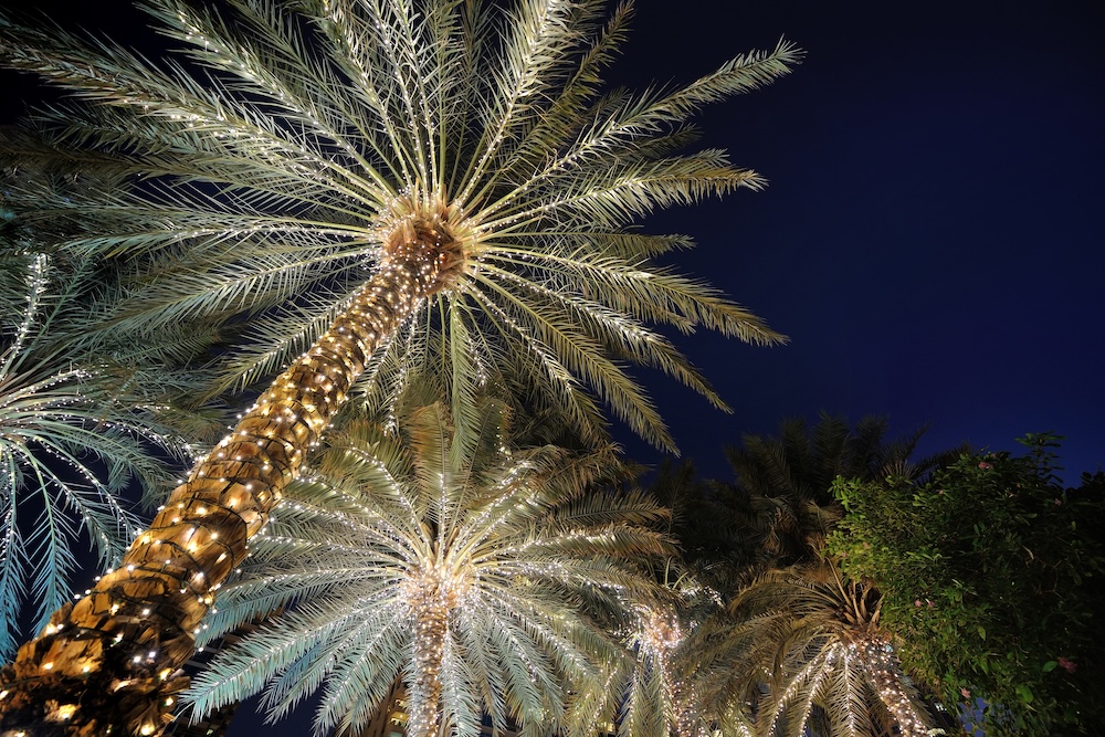 Palm trees decorated with Christmas garland night.