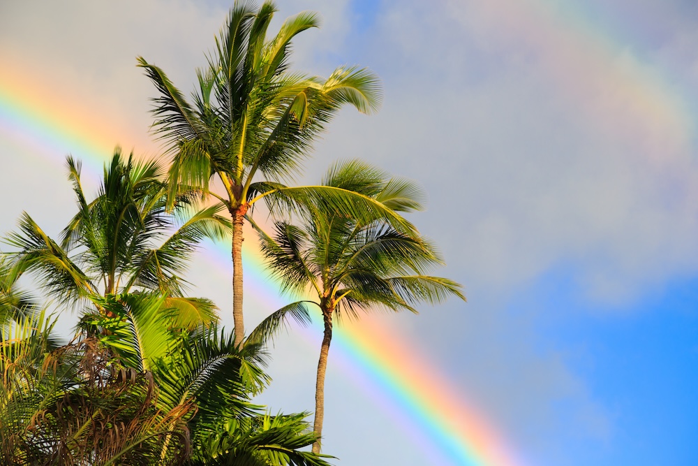 Palm trees in Kauai Hawaii in the morning.