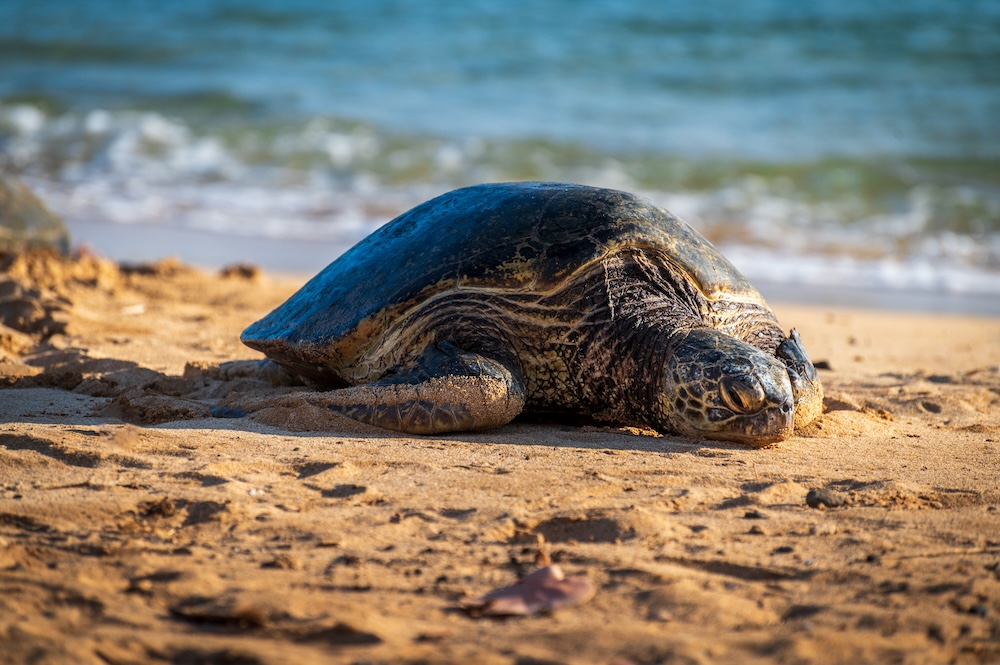 Poipu Beach is considered the most consistent and accessible beach for turtle sightings.